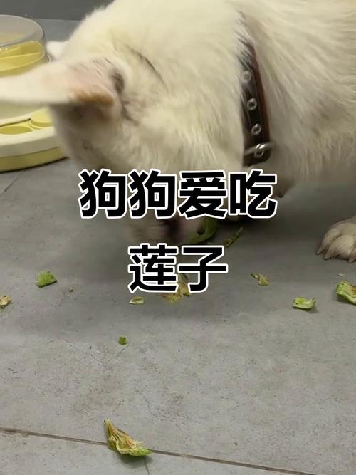 狗狗可以吃莲子吗_狗狗可以吃莲子嘛-第4张图片-后鲨宠物 狗狗可以吃莲子吗_狗狗可以吃莲子嘛-第4张图片-后鲨宠物