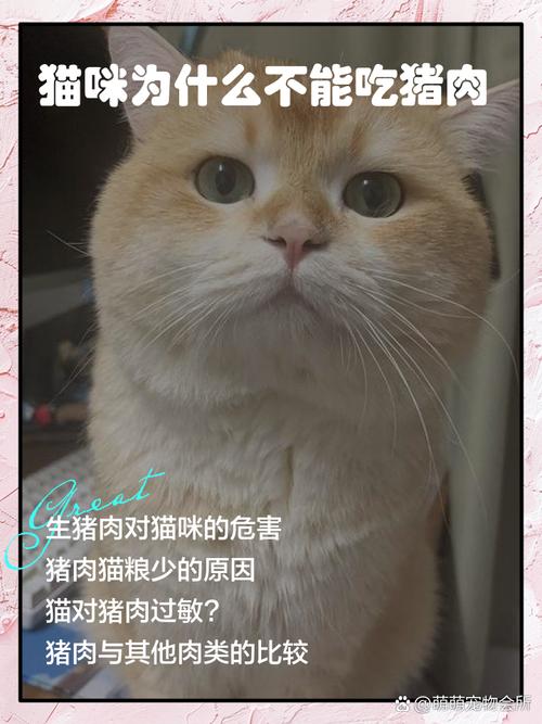 猫咪可以吃猪肉吗,猫最爱吃的10种食物?-第4张图片-后鲨宠物 猫咪可以吃猪肉吗,猫最爱吃的10种食物?-第4张图片-后鲨宠物