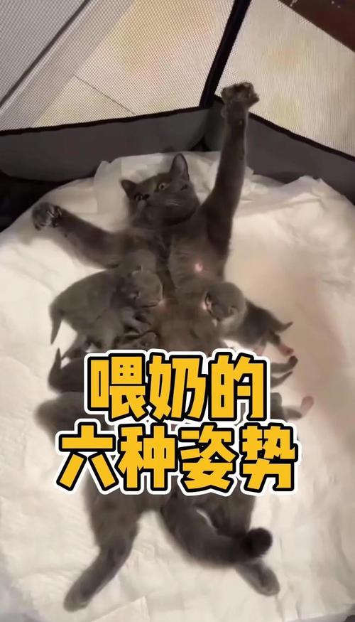猫咪可以吃奶酪吗_猫咪可以吃奶酪吗有营养吗-第4张图片-后鲨宠物