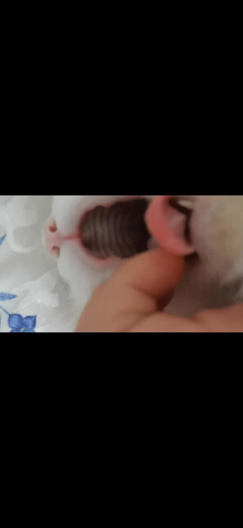  猫咪口腔上颚有块黑色，猫猫口腔上部有个黑块-第2张图片-后鲨宠物