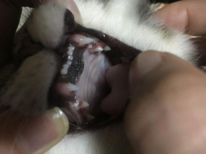  猫咪口腔上颚有块黑色，猫猫口腔上部有个黑块-第4张图片-后鲨宠物