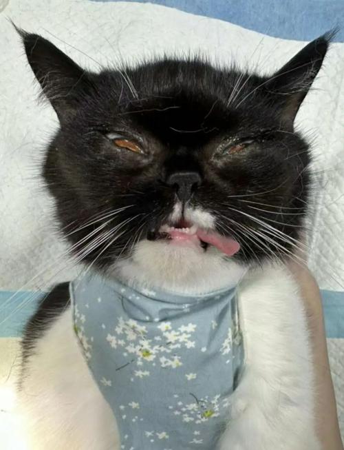  猫咪口腔上颚有块黑色，猫猫口腔上部有个黑块-第5张图片-后鲨宠物