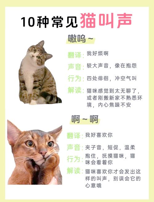 猫咪高兴的叫声,猫咪高兴的叫声怎么形容-第5张图片-后鲨宠物 猫咪高兴的叫声,猫咪高兴的叫声怎么形容-第5张图片-后鲨宠物