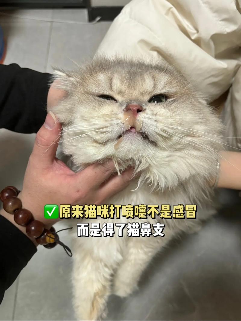 猫咪打完疫苗打喷嚏,猫咪打完疫苗打喷嚏流鼻涕正常吗?-第2张图片-后鲨宠物 猫咪打完疫苗打喷嚏,猫咪打完疫苗打喷嚏流鼻涕正常吗?-第2张图片-后鲨宠物