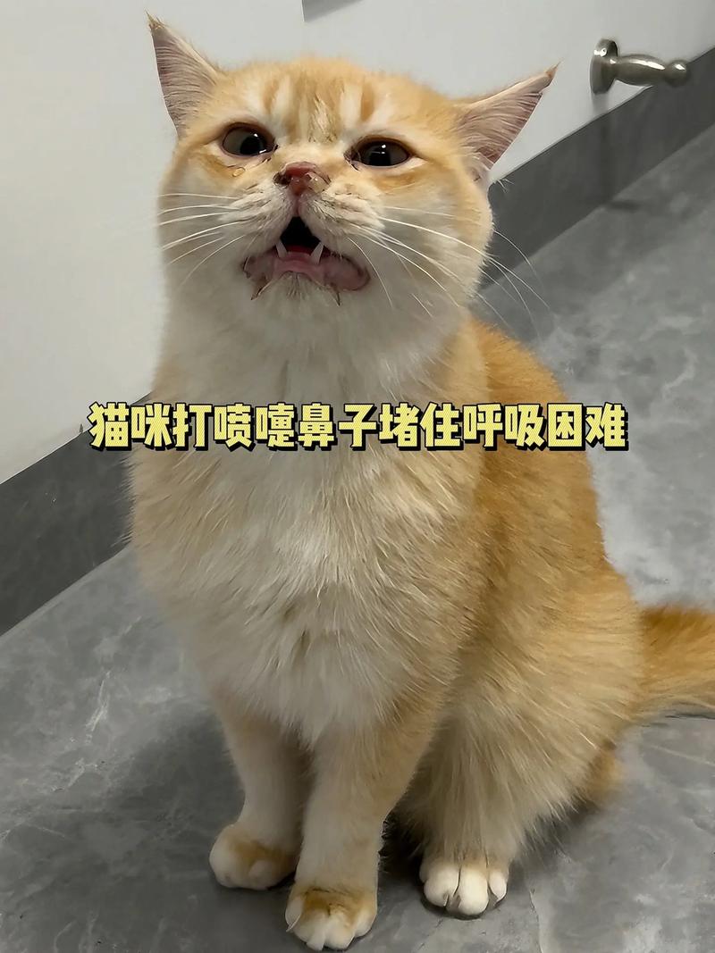 猫咪打完疫苗打喷嚏,猫咪打完疫苗打喷嚏流鼻涕正常吗?-第3张图片-后鲨宠物 猫咪打完疫苗打喷嚏,猫咪打完疫苗打喷嚏流鼻涕正常吗?-第3张图片-后鲨宠物