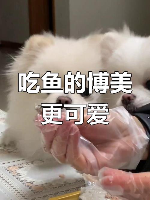  泰迪狗狗能吃鱼吗，泰迪狗狗可以吃鱼吗-第5张图片-后鲨宠物