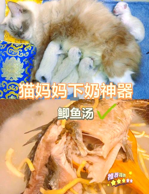 猫咪鱼汤怎么做_给猫熬鱼汤怎么熬-第1张图片-后鲨宠物 猫咪鱼汤怎么做_给猫熬鱼汤怎么熬-第1张图片-后鲨宠物