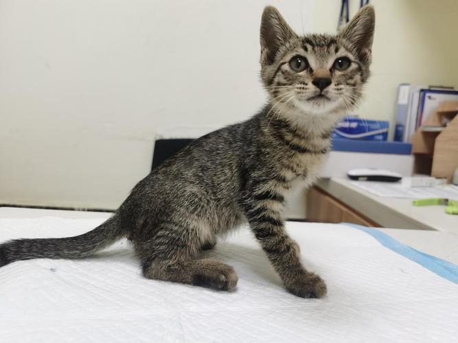 两个月猫咪多大,两个月的猫多大?-第5张图片-后鲨宠物 两个月猫咪多大,两个月的猫多大?-第5张图片-后鲨宠物