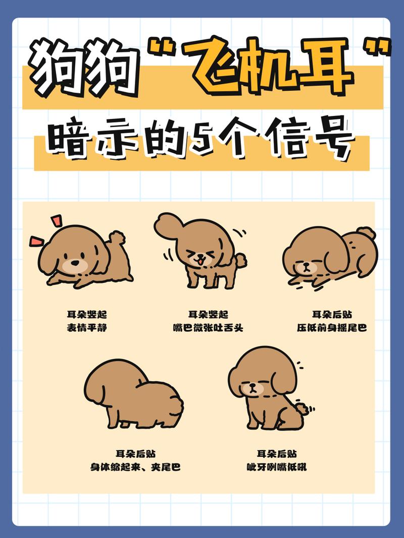  狗狗飞机耳是什么意思，狗狗出现飞机耳是开心吗?-第2张图片-后鲨宠物