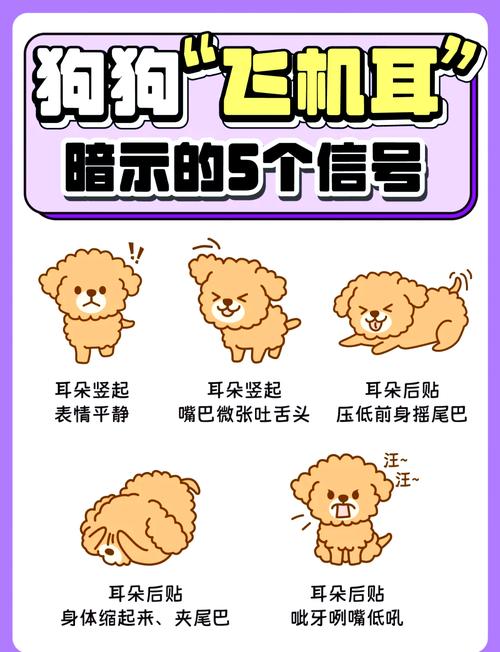  狗狗飞机耳是什么意思，狗狗出现飞机耳是开心吗?-第6张图片-后鲨宠物