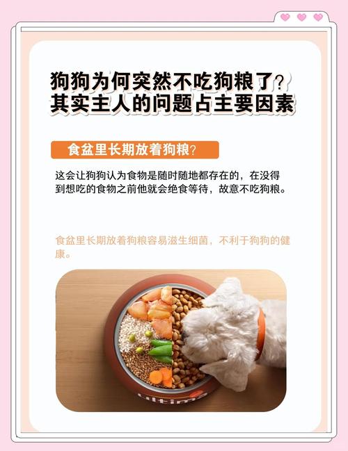 狗狗不吃狗粮是怎么回事，狗不吃狗粮的原因？