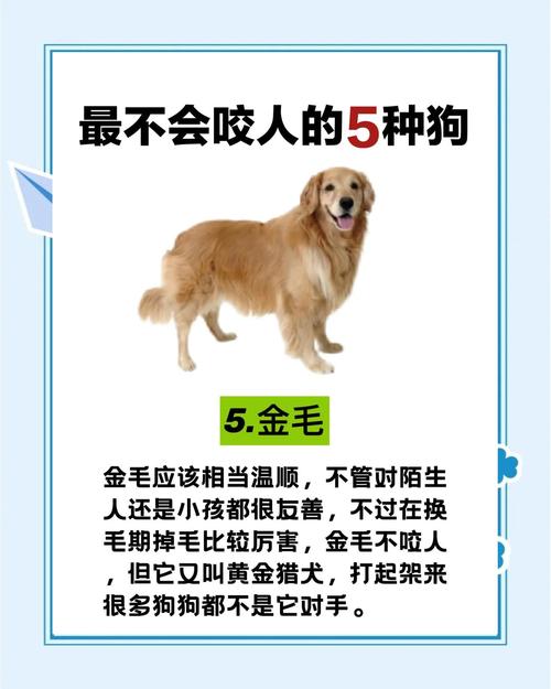 如何训练狗狗不咬人_怎么训练狗狗不咬狗-第2张图片-后鲨宠物