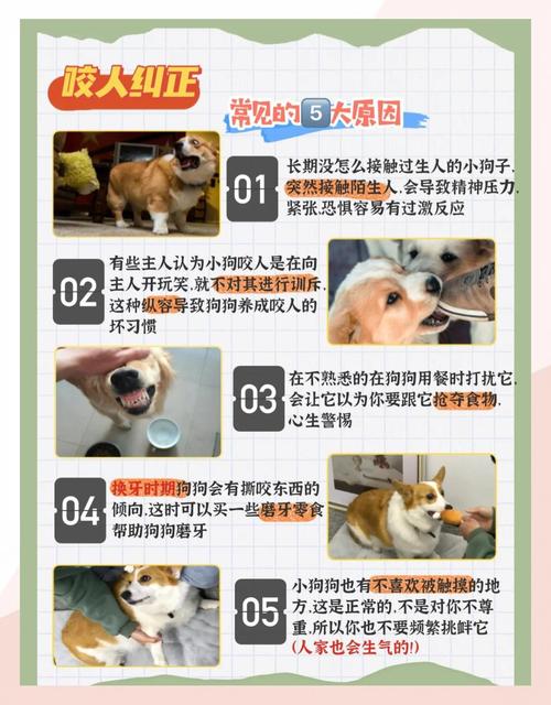 如何训练狗狗不咬人_怎么训练狗狗不咬狗-第4张图片-后鲨宠物