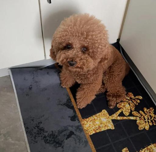 狗狗打抗生素的危害性,狗狗打抗生素的副作用?-第2张图片-后鲨宠物 狗狗打抗生素的危害性,狗狗打抗生素的副作用?-第2张图片-后鲨宠物