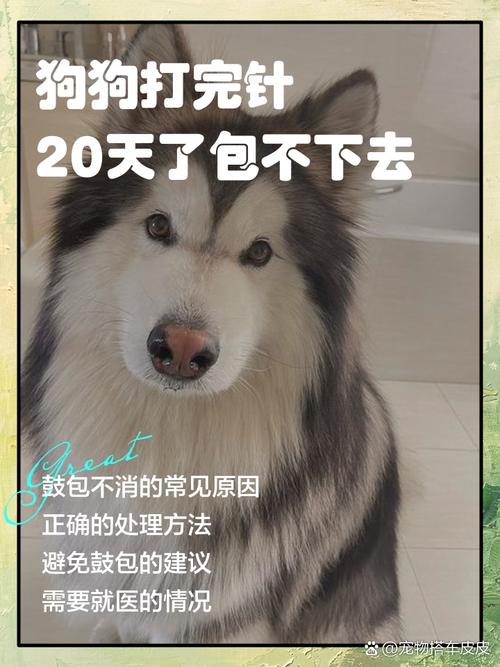 狗狗打抗生素的危害性,狗狗打抗生素的副作用?-第4张图片-后鲨宠物 狗狗打抗生素的危害性,狗狗打抗生素的副作用?-第4张图片-后鲨宠物