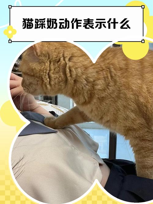 猫猫一直踩奶_猫猫一直踩奶不停-第1张图片-后鲨宠物 猫猫一直踩奶_猫猫一直踩奶不停-第1张图片-后鲨宠物