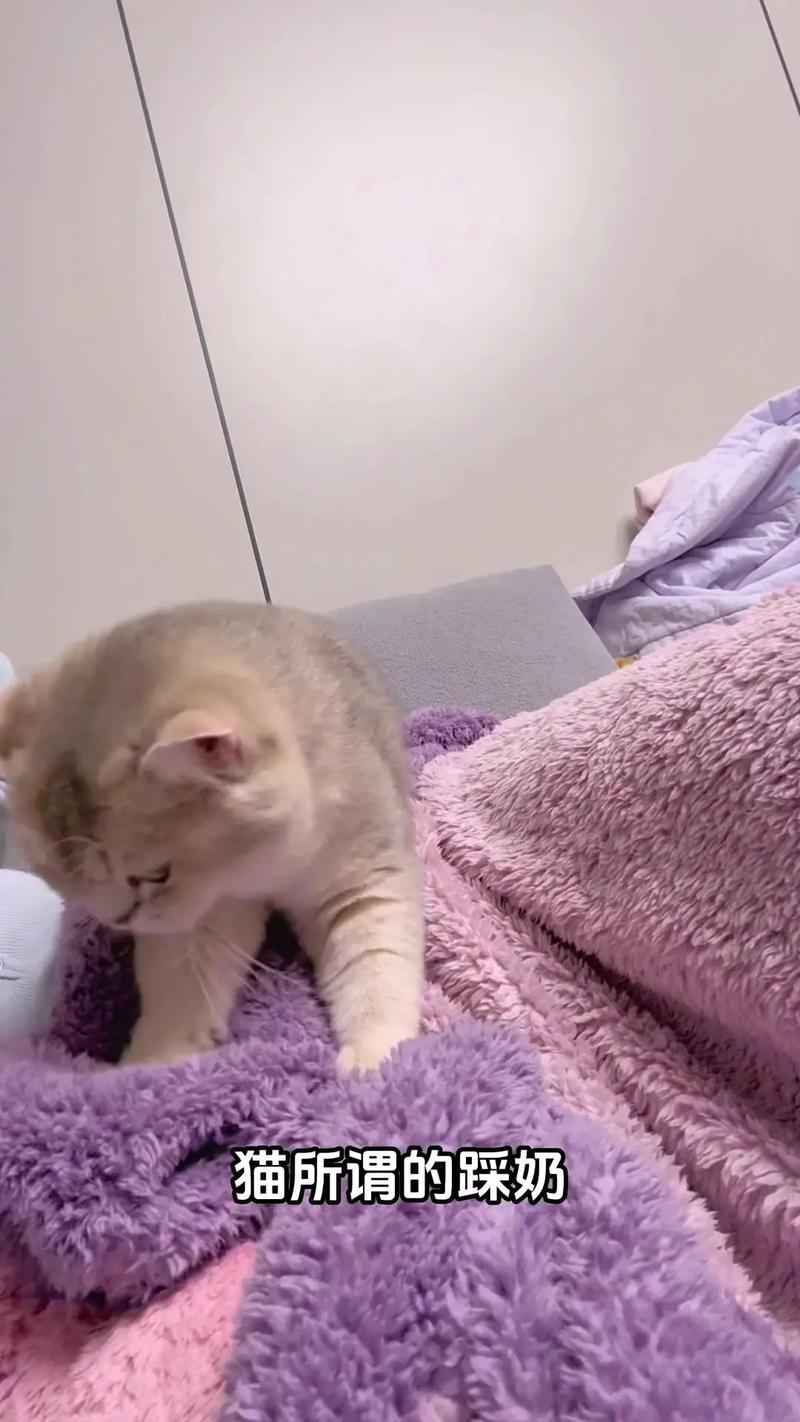 猫猫一直踩奶_猫猫一直踩奶不停-第2张图片-后鲨宠物 猫猫一直踩奶_猫猫一直踩奶不停-第2张图片-后鲨宠物