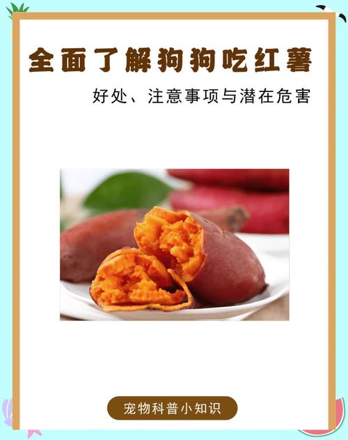 狗狗可以吃地瓜吗,狗能不能吃地瓜?-第2张图片-后鲨宠物 狗狗可以吃地瓜吗,狗能不能吃地瓜?-第2张图片-后鲨宠物