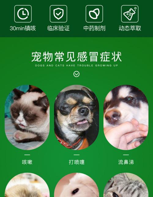  狗狗流鼻涕是怎么回事，狗狗流鼻涕是怎么回事吃什么药-第3张图片-后鲨宠物