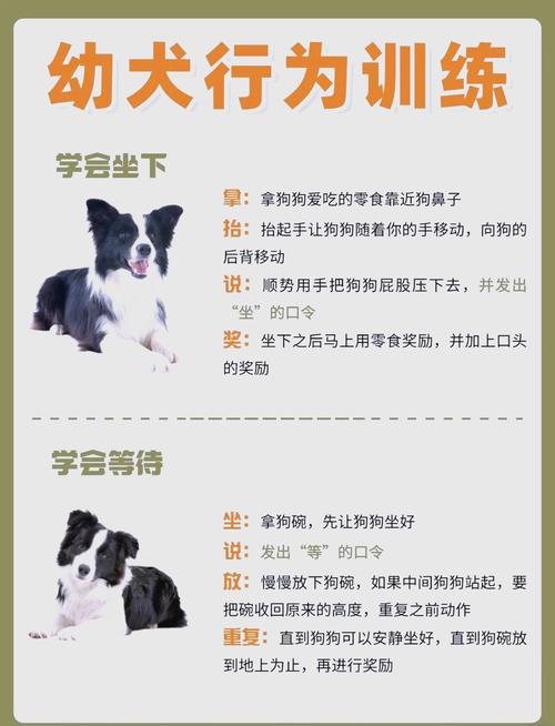  小狗狗怎么训练，小狗狗怎么训练教程-第4张图片-后鲨宠物