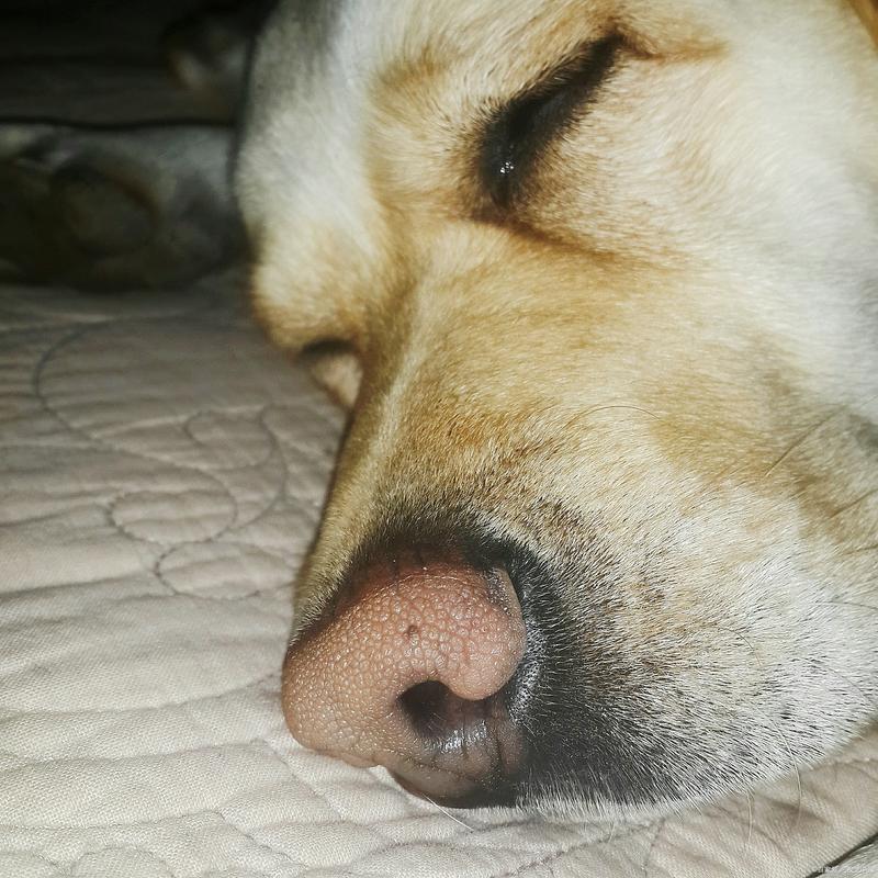 狗狗感冒能自愈吗，小狗感冒能吃人的感冒药吗？-第2张图片-后鲨宠物