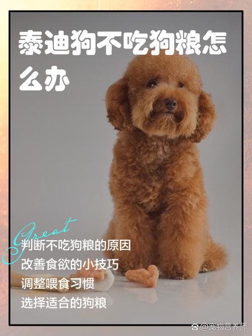  狗狗可以不吃狗粮吗，狗狗可以不吃狗粮吗吃饭吗