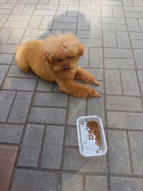  狗狗可以不吃狗粮吗，狗狗可以不吃狗粮吗吃饭吗-第2张图片-后鲨宠物