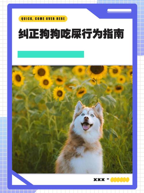 怎么让狗狗不吃屎,如何让狗子不吃屎?-第4张图片-后鲨宠物 怎么让狗狗不吃屎,如何让狗子不吃屎?-第4张图片-后鲨宠物
