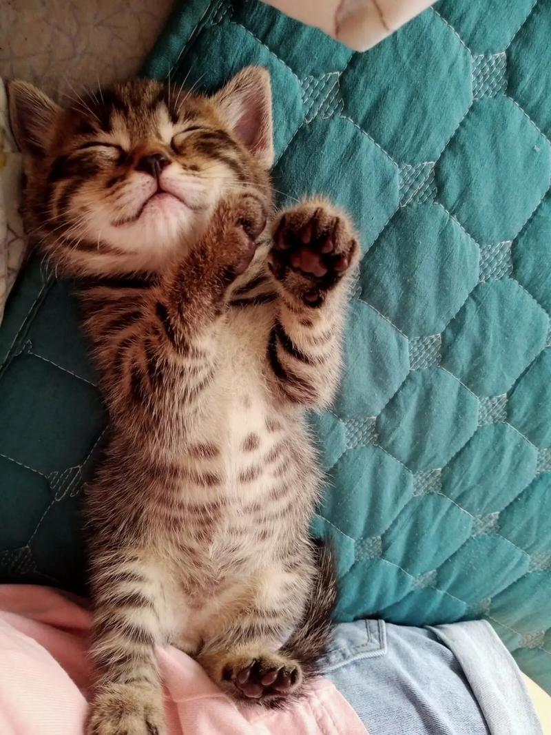 猫咪四脚朝天睡觉_猫咪四脚朝天睡觉是有安全感吗-第2张图片-后鲨宠物 猫咪四脚朝天睡觉_猫咪四脚朝天睡觉是有安全感吗-第2张图片-后鲨宠物