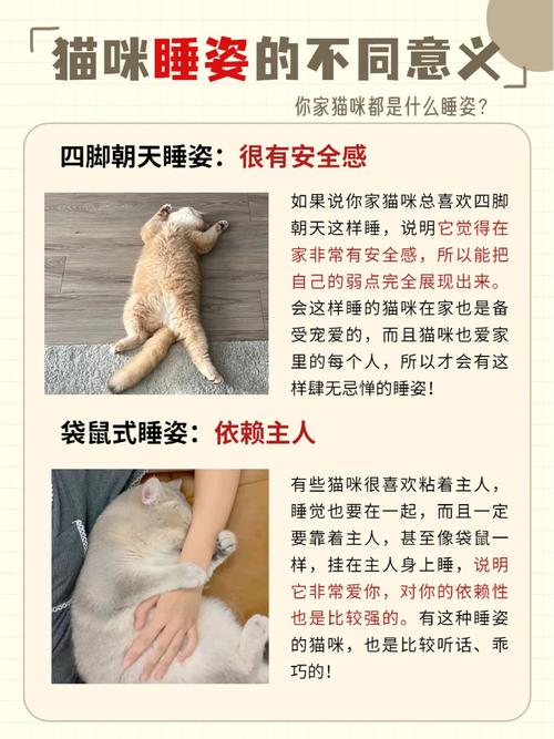 猫咪四脚朝天睡觉_猫咪四脚朝天睡觉是有安全感吗-第5张图片-后鲨宠物 猫咪四脚朝天睡觉_猫咪四脚朝天睡觉是有安全感吗-第5张图片-后鲨宠物