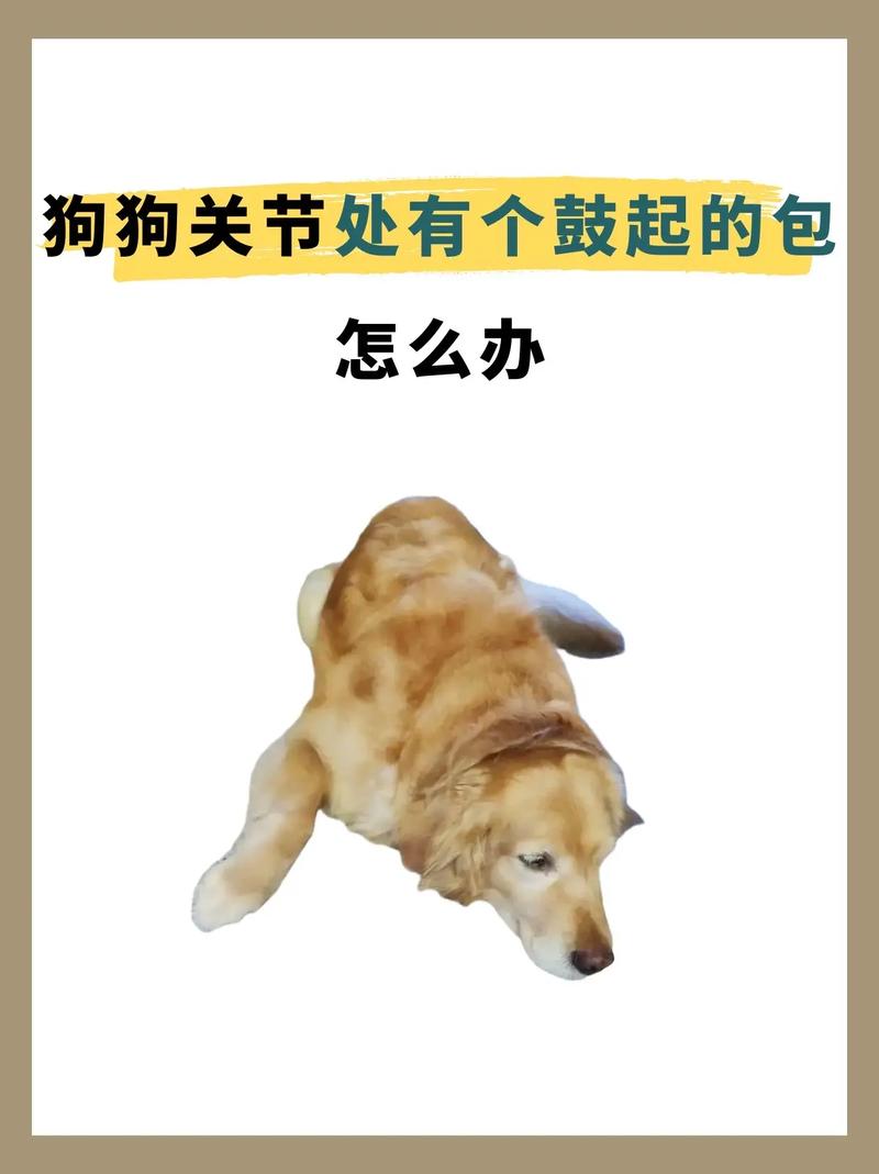 狗狗关节积液会自愈吗_狗狗关节积液吃什么药-第1张图片-后鲨宠物 狗狗关节积液会自愈吗_狗狗关节积液吃什么药-第1张图片-后鲨宠物