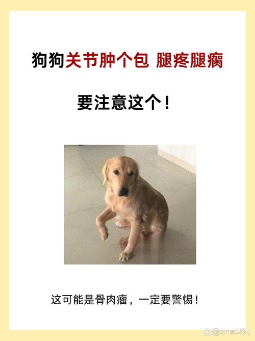 狗狗关节积液会自愈吗_狗狗关节积液吃什么药-第3张图片-后鲨宠物 狗狗关节积液会自愈吗_狗狗关节积液吃什么药-第3张图片-后鲨宠物