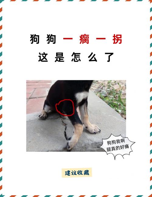 狗狗关节积液会自愈吗_狗狗关节积液吃什么药-第5张图片-后鲨宠物 狗狗关节积液会自愈吗_狗狗关节积液吃什么药-第5张图片-后鲨宠物