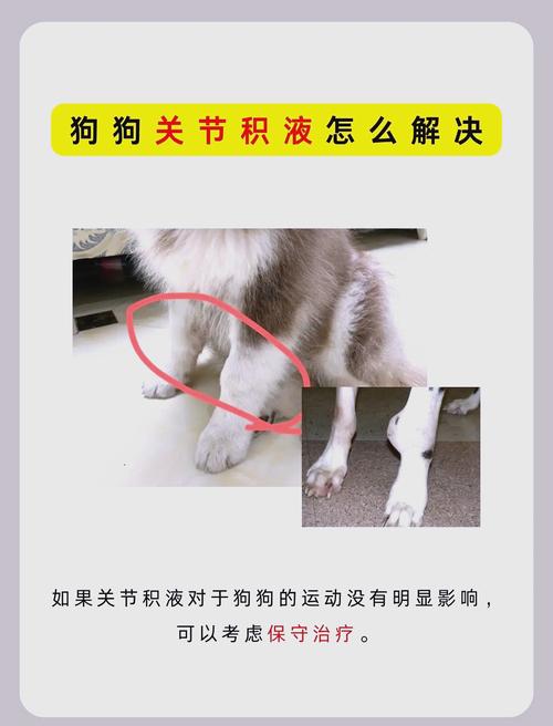 狗狗关节积液会自愈吗_狗狗关节积液吃什么药-第6张图片-后鲨宠物 狗狗关节积液会自愈吗_狗狗关节积液吃什么药-第6张图片-后鲨宠物