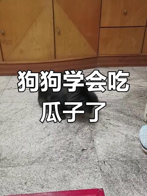 狗狗可以吃瓜子仁吗,狗狗可不可以吃瓜子-第4张图片-后鲨宠物 狗狗可以吃瓜子仁吗,狗狗可不可以吃瓜子-第4张图片-后鲨宠物