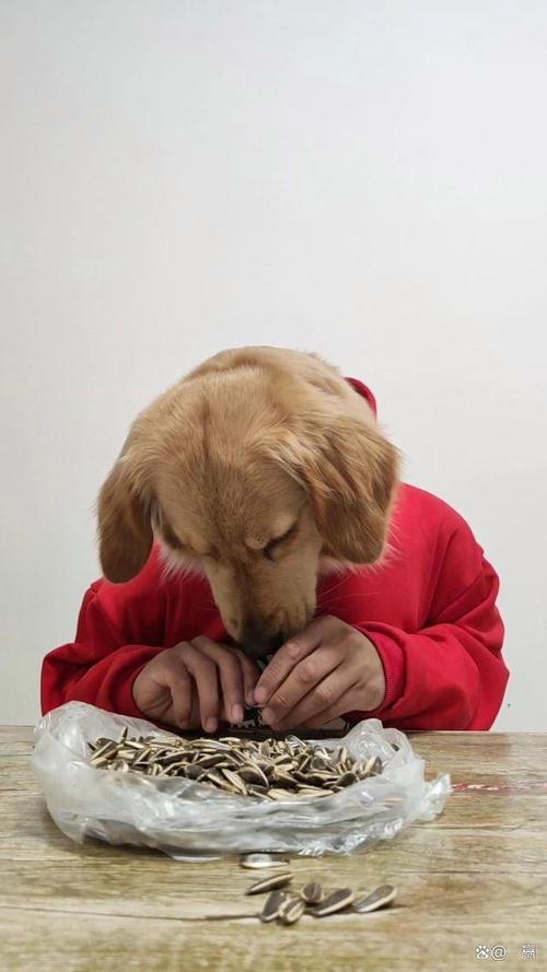 狗狗可以吃瓜子仁吗,狗狗可不可以吃瓜子-第5张图片-后鲨宠物 狗狗可以吃瓜子仁吗,狗狗可不可以吃瓜子-第5张图片-后鲨宠物