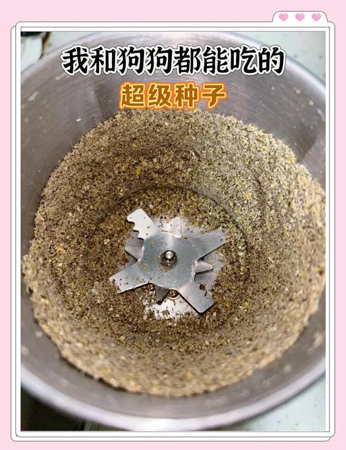 狗狗可以吃瓜子仁吗,狗狗可不可以吃瓜子-第6张图片-后鲨宠物 狗狗可以吃瓜子仁吗,狗狗可不可以吃瓜子-第6张图片-后鲨宠物