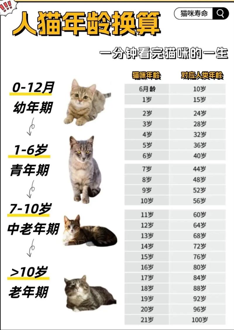 猫咪多大算一岁，猫咪多大算一岁了？-第3张图片-后鲨宠物