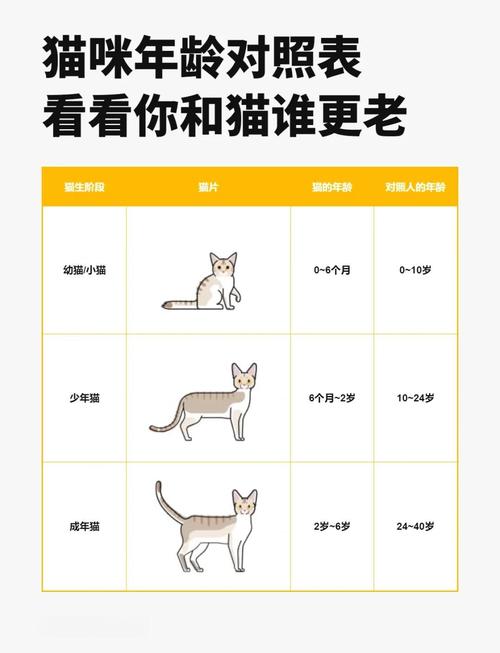 猫咪多大算一岁，猫咪多大算一岁了？-第4张图片-后鲨宠物
