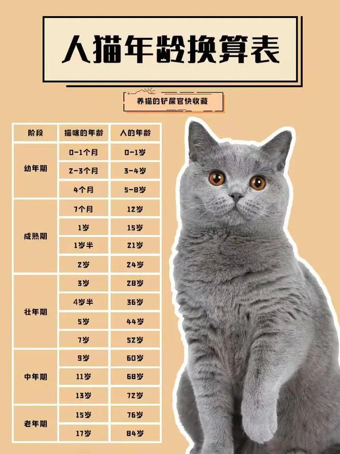 猫咪多大算一岁，猫咪多大算一岁了？-第5张图片-后鲨宠物