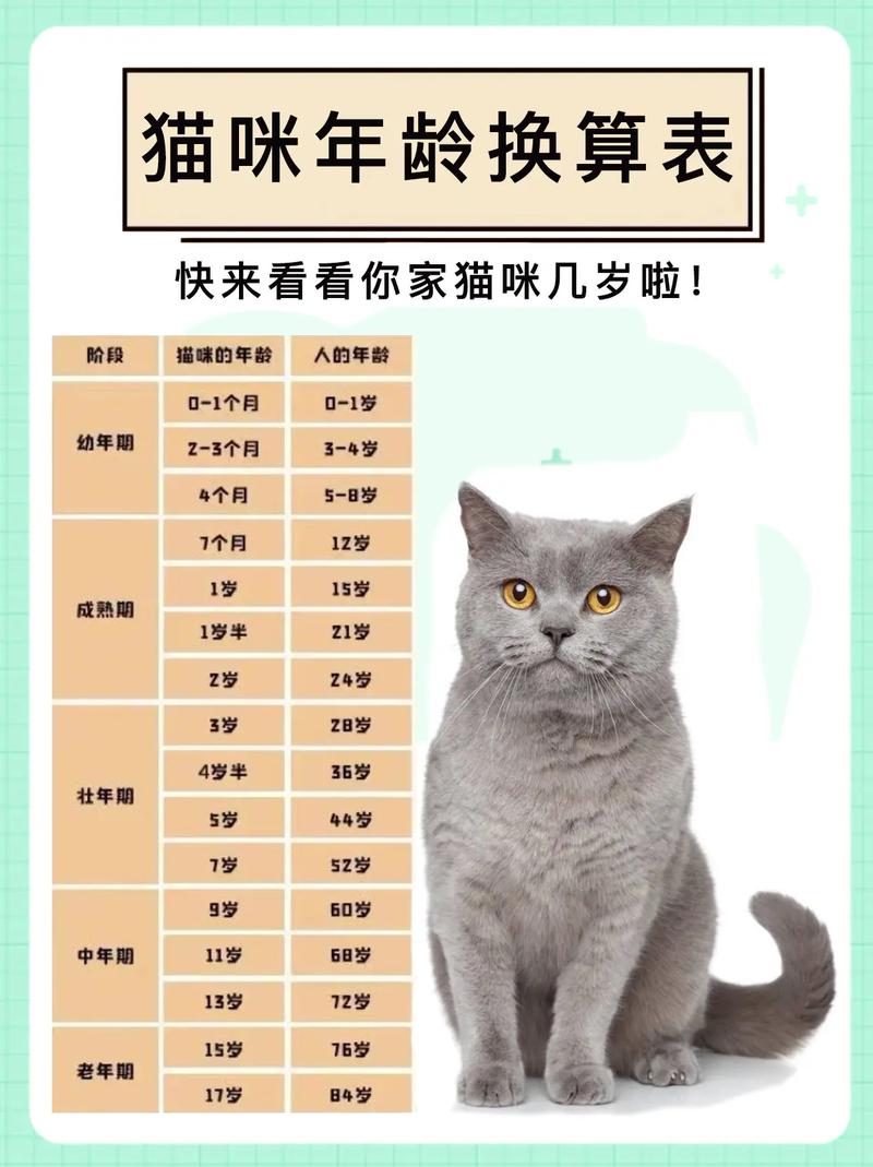 猫咪多大算一岁，猫咪多大算一岁了？-第6张图片-后鲨宠物