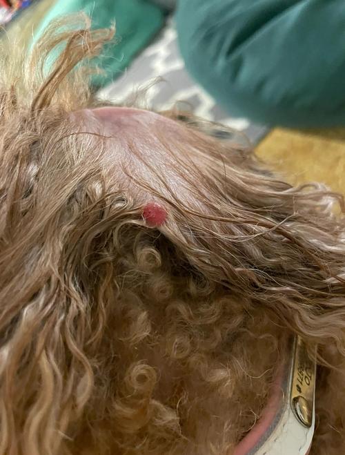 狗狗耳朵水肿怎么回事_狗狗耳朵水肿怎么回事吃什么药