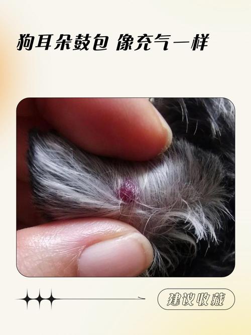 狗狗耳朵水肿怎么回事_狗狗耳朵水肿怎么回事吃什么药-第2张图片-后鲨宠物