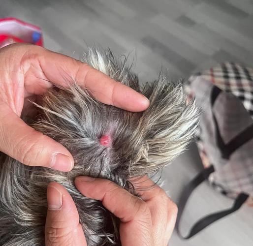 狗狗耳朵水肿怎么回事_狗狗耳朵水肿怎么回事吃什么药-第3张图片-后鲨宠物