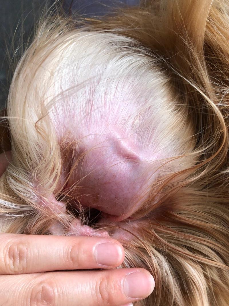 狗狗耳朵水肿怎么回事_狗狗耳朵水肿怎么回事吃什么药-第4张图片-后鲨宠物