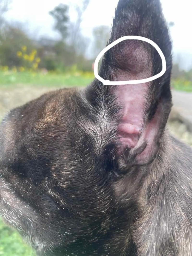 狗狗耳朵水肿怎么回事_狗狗耳朵水肿怎么回事吃什么药-第5张图片-后鲨宠物