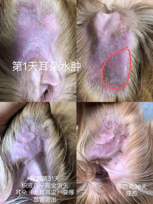 狗狗耳朵水肿怎么回事_狗狗耳朵水肿怎么回事吃什么药-第6张图片-后鲨宠物