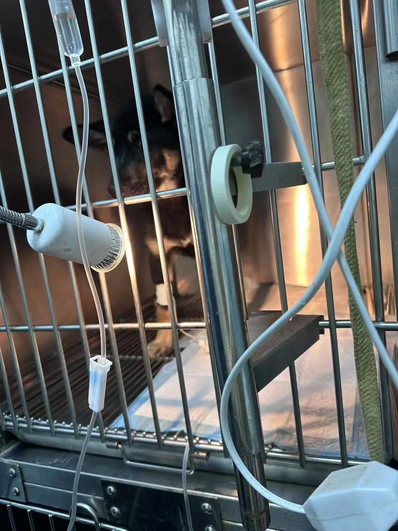 猫咪脱水怎么办_猫咪脱水死前的征兆-第5张图片-后鲨宠物 猫咪脱水怎么办_猫咪脱水死前的征兆-第5张图片-后鲨宠物