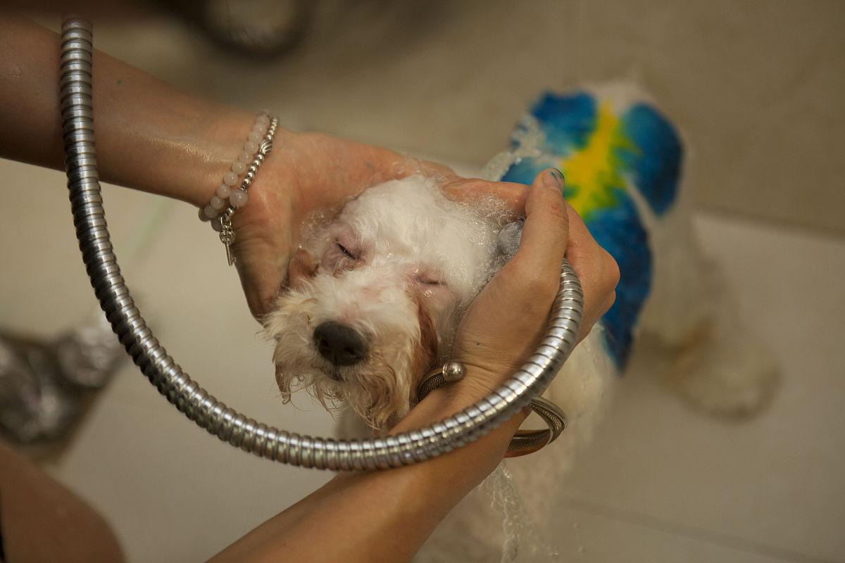  一个月大的狗狗可以洗澡吗，一个月大的狗狗能洗澡吗?