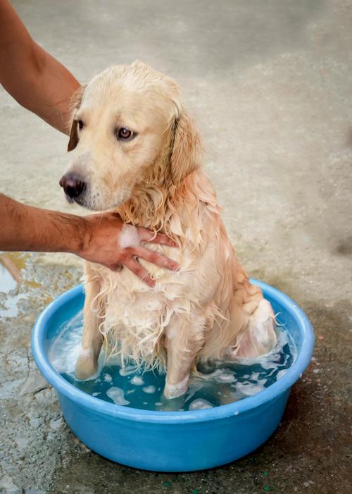 一个月大的狗狗可以洗澡吗,一个月大的狗狗能洗澡吗?-第6张图片-后鲨宠物 一个月大的狗狗可以洗澡吗,一个月大的狗狗能洗澡吗?-第6张图片-后鲨宠物